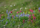 Alpine Meadow Color